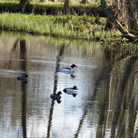 Rabamaja Ja Rabasaun *