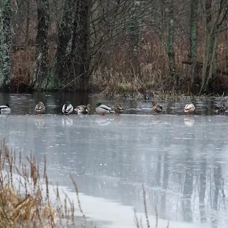 Rabamaja Ja Rabasaun * Kolga