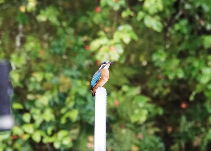 Rabamaja Ja Rabasaun