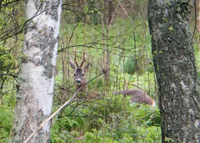Rabamaja Ja Rabasaun 펜션 Kolga