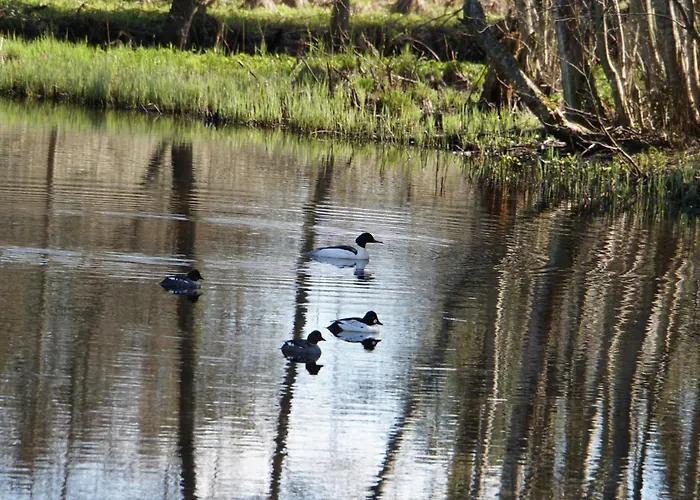 Rabamaja Ja Rabasaun *