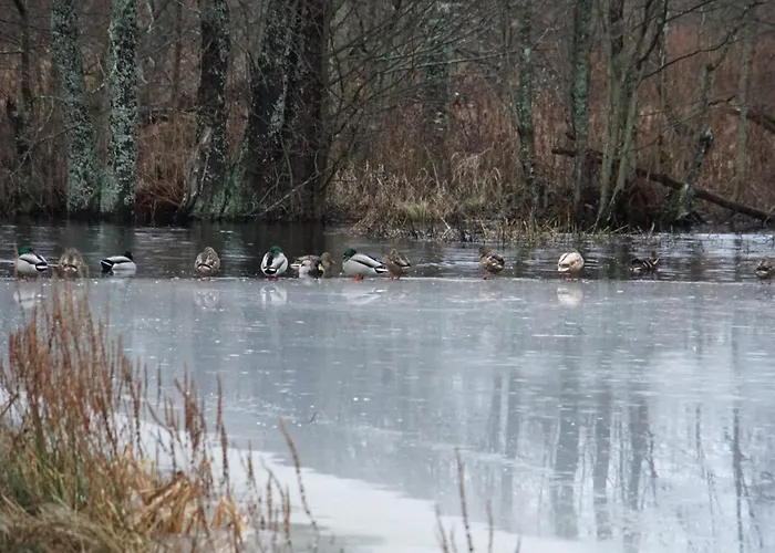 Rabamaja Ja Rabasaun * Kolga